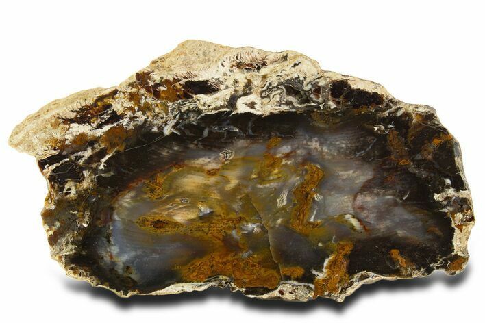 Colorful Hubbard Basin Petrified Wood Slab - Nevada #337717